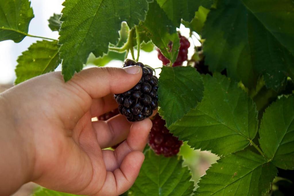 Horta Das Laranjas Serpa Luaran gambar